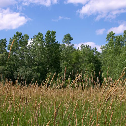 Illinois prairie grass